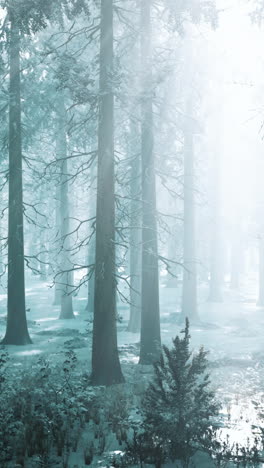 winter forest with fog and sunlight