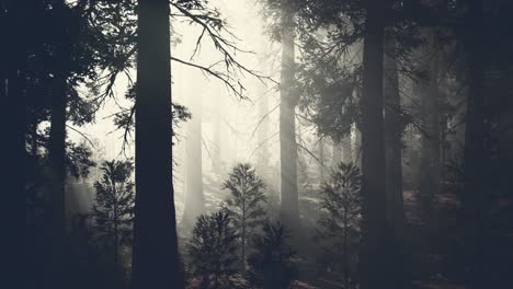 black tree trunk in a dark pine tree forest