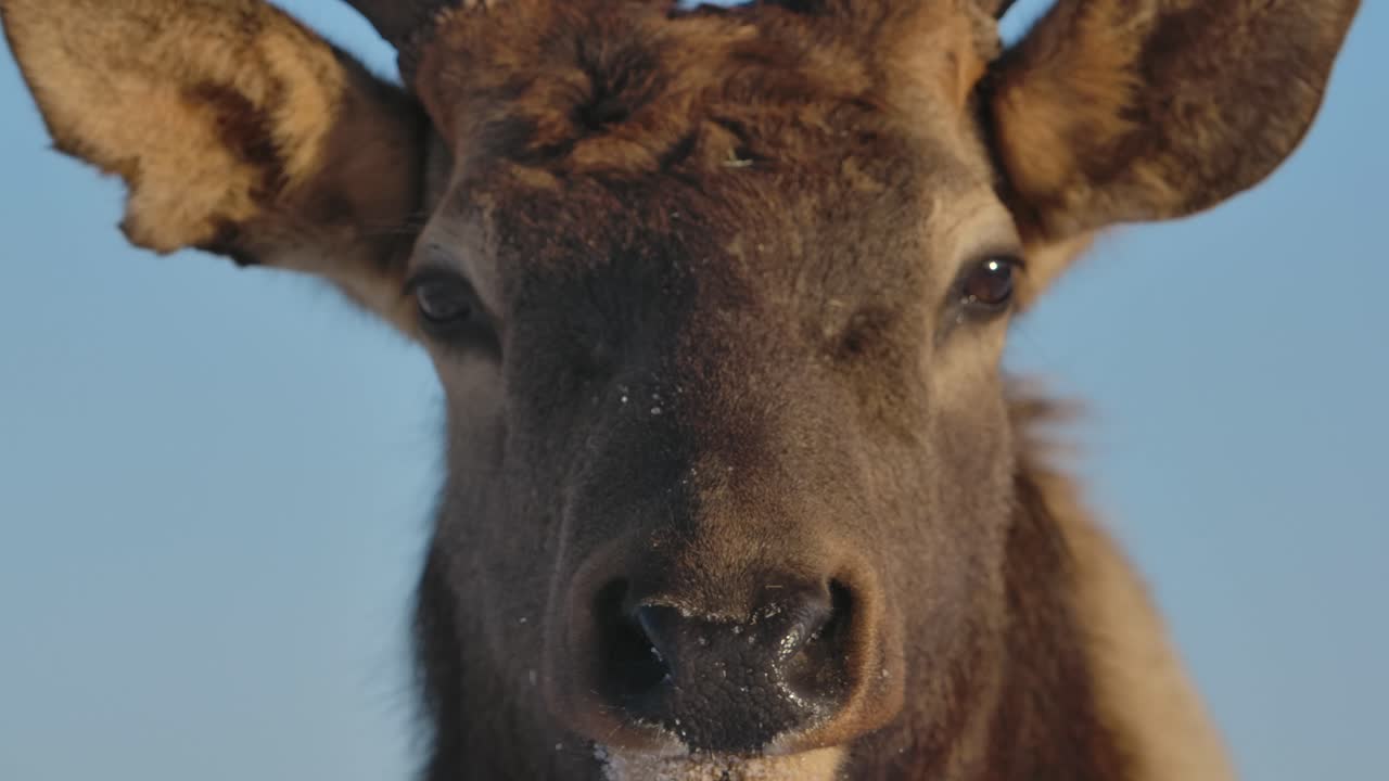 ciervos alces y rebaños sobreviviendo al frío invierno en cámara lenta cinematográfica