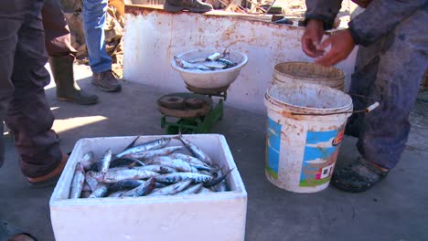 fishermen display their catch in tyre lebanon