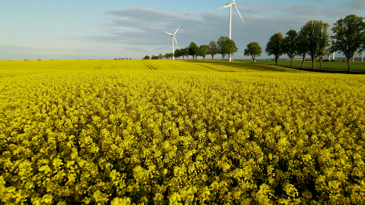 campo de flor de aceite de canola dorada en polonia con molino de viento en segundo plano