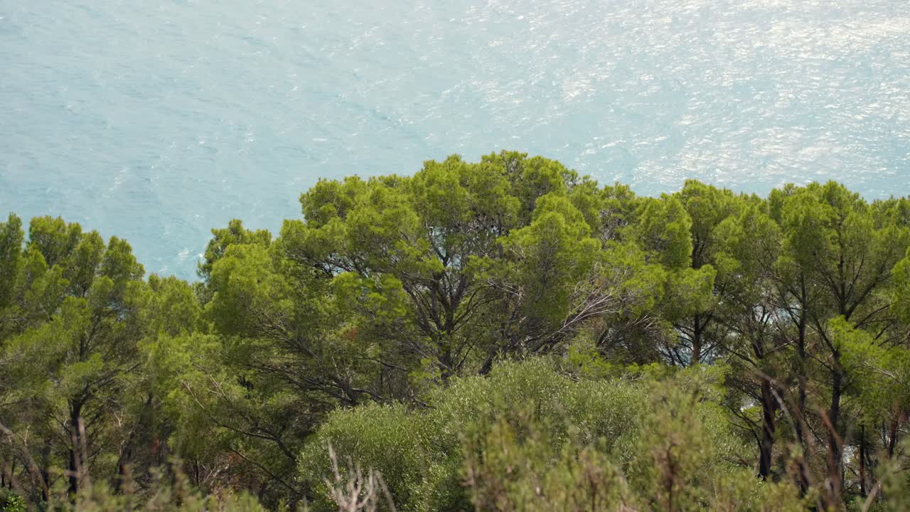 화창한 날 배경에 잔잔한 바다 경치가 있는 무성한 푸른 소나무