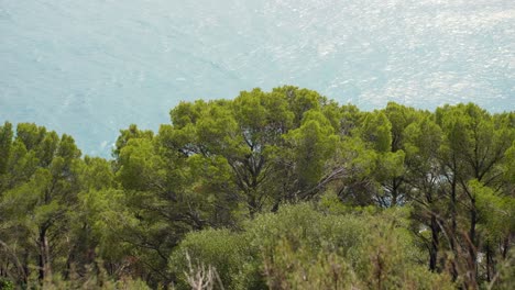 exuberantes pinos verdes con un paisaje marino tranquilo en el fondo en un día soleado