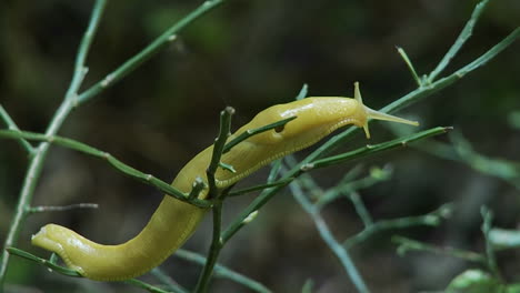 a banana slug crawls on a tree