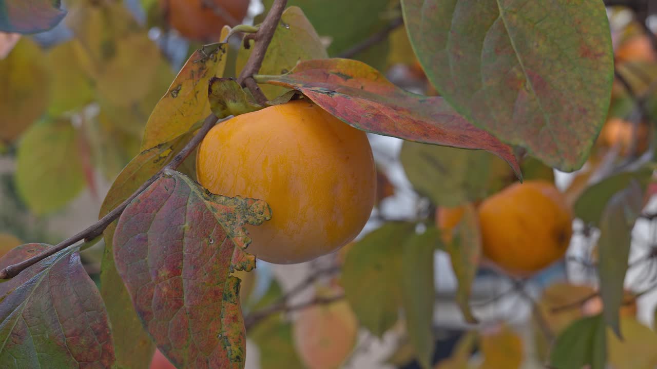 A close-up captures a ripe, orange persimmon fruit hanging from a branch, surrounded by colorful autumn leaves.