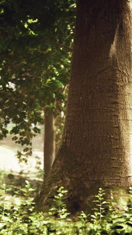 a close-up of a tree trunk in a lush green forest