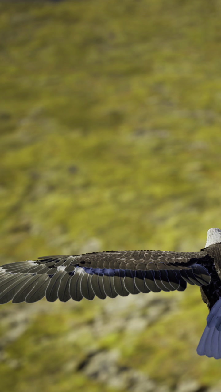 Majestic eagle soaring over green valleys in bright daylight