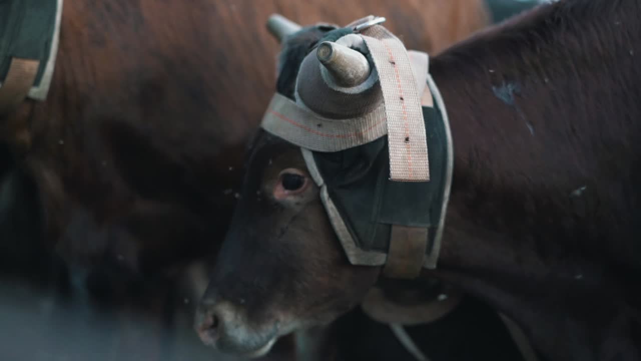 Cow in slow motion