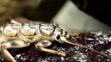 golden stonefly nymph clinging to a rock in a trout stream - close view