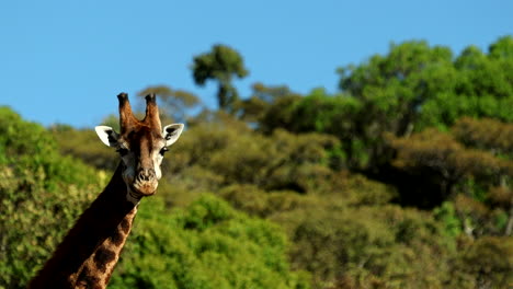 telephoto view on head of cape giraffe bull regurgitating and chewing cud ball