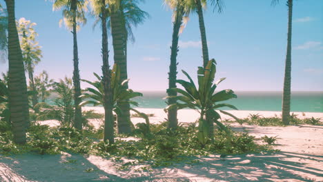 Vista-De-Una-Bonita-Playa-Tropical-Con-Palmeras-Alrededor