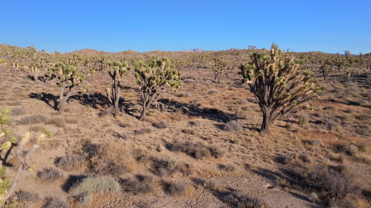유카 나무, 조슈아 트리 국립 공원, 캘리포니아, 공중 드론, 산 페르난도 카운티, 모하비, 콜로라도, 사막 풍경, 소 핀토 베이신, 모래 언덕, 파란 하늘, 빛 오후