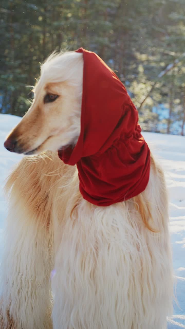Afghanischer Windhund im Winter