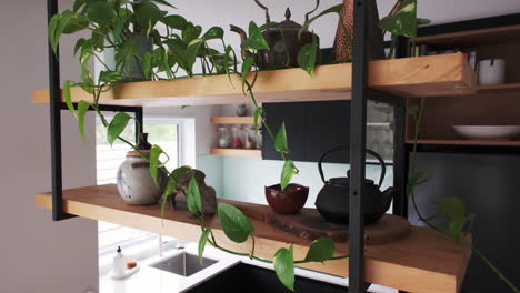 Modern-wooden-kitchen-shelves-adorned-with-potted-plants-and-tea-pots