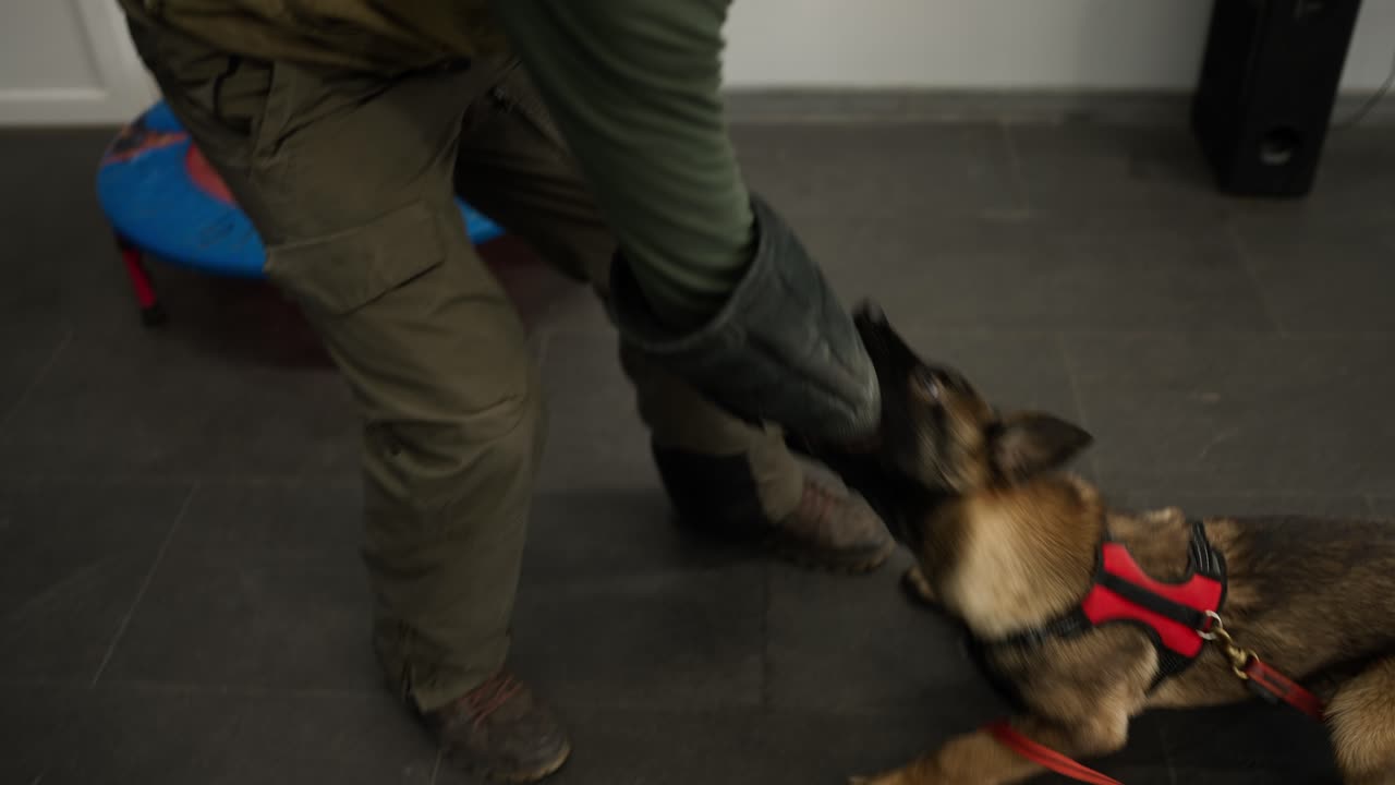 Shepherd dogs attack, bite and cling the criminal's hand during military training