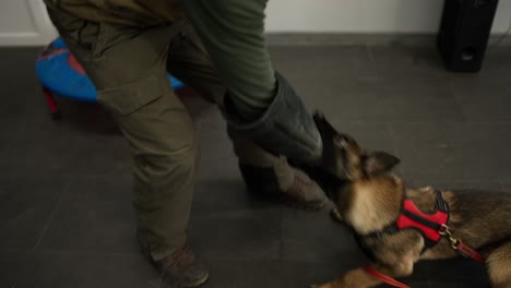 Shepherd-dogs-attack,-bite-and-cling-the-criminal's-hand-during-military-training