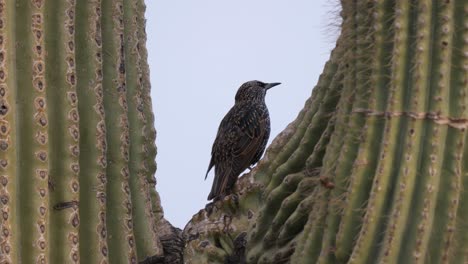 un par de estorninos europeos pelean por una percha en un saguaro