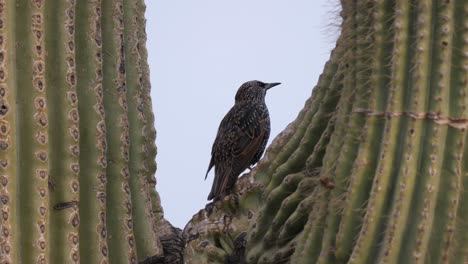 a pair of european starlings fight over a perch on a saguaro