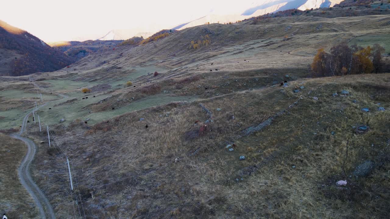 pastos de montaña de otoño con vacas