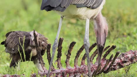vulture eating in africa on a kill in serengeti national park, scavenging and feeding on a carcass and bones of a dead animal body in tanzania in africa on african wildlife safari animals game drive
