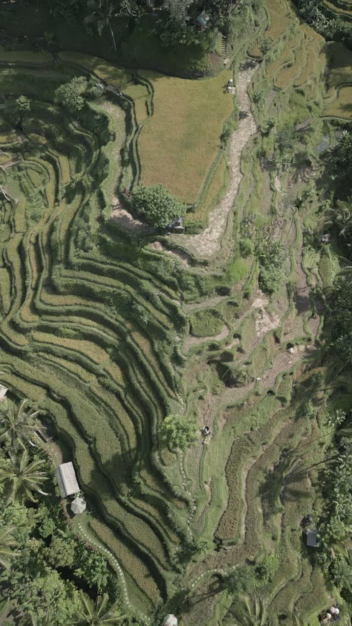 hermosa terraza de arroz de tegallalang en ubud, bali, indonesia, filmada con el dji mini 3 pro en el retrato