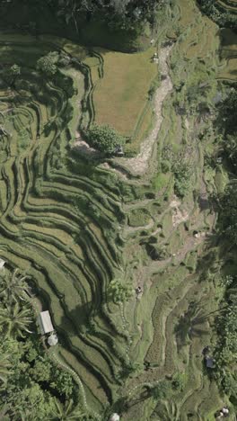 Hermosa-Terraza-De-Arroz-De-Tegallalang-En-Ubud,-Bali,-Indonesia,-Filmada-Con-El-Dji-Mini-3-Pro-En-Retrato