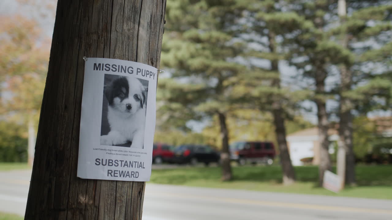 A leaflet with information about a missing puppy hangs on a pole near the road in the suburbs of the United States