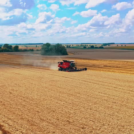 beautiful wheat field
