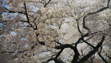 Pétalos-De-Cerezo-Que-Caen-De-Un-árbol-De-Sakura,-Cámara-Lenta-De-4k