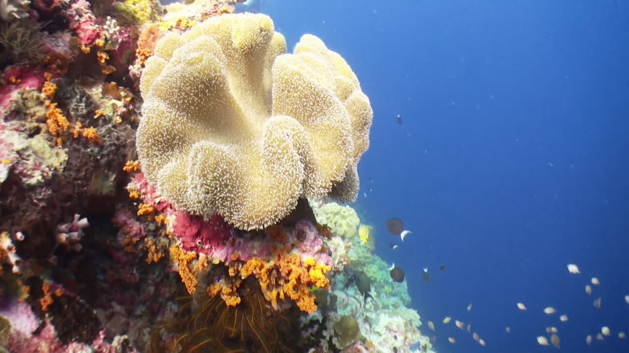vita corallina sana su un pendio della barriera corallina nell'indopacifico, coralli molli e duri colorati e piccoli pesci