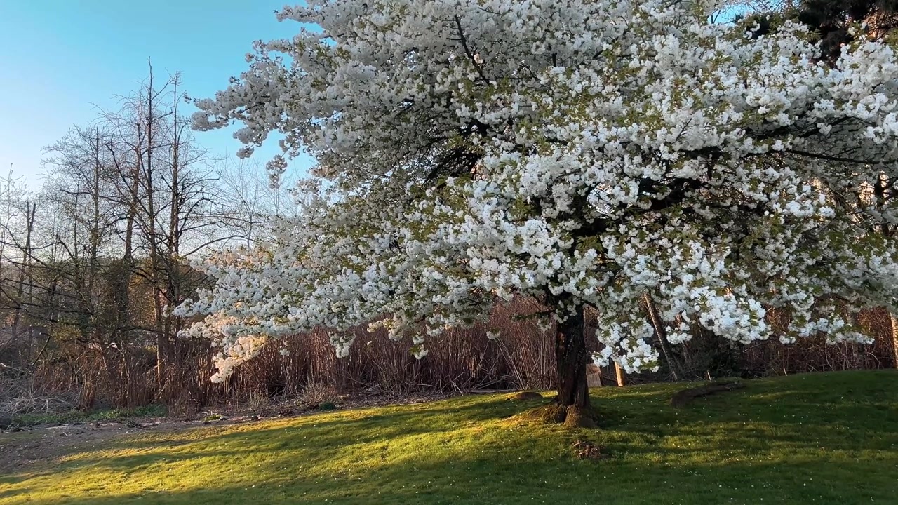 Blooming cherry blossom tree glowing in warm sunset light beside a quiet grassy park, with soft spring colors, long shadows, and a peaceful evening atmosphere.