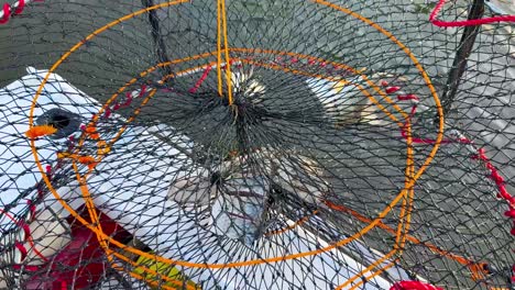 crabs caught in a net on a boat