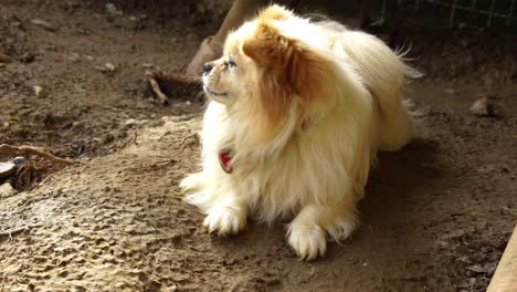 alert dog is barking safeguarding private property against alien intruders