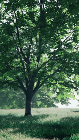 A single tree in a field with green grass