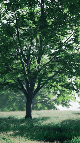 a single tree in a field with green grass