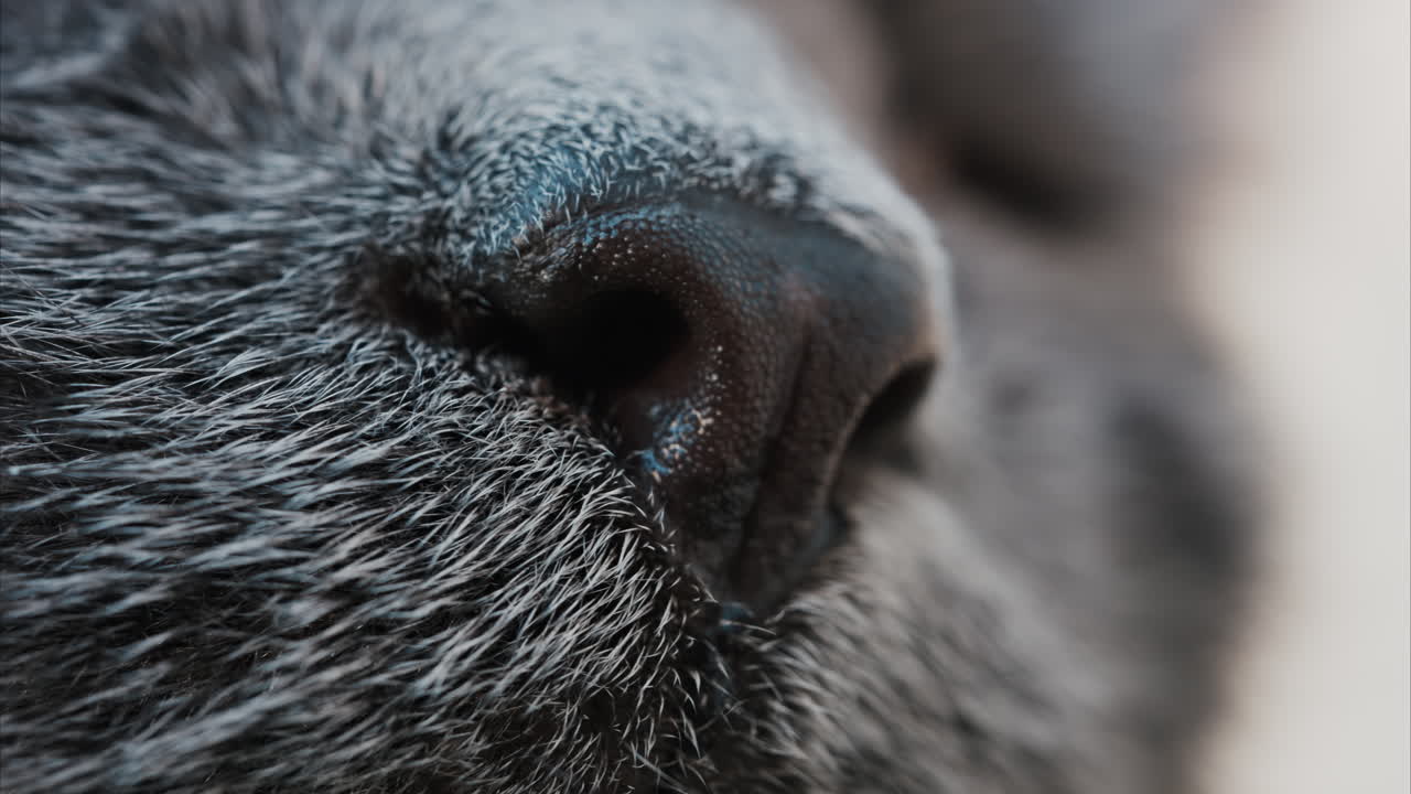 Close up of a cat's nose details and whiskers