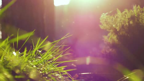 slow-motion-shot-of-a-forest-with-flies-and-flares