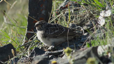 Juvenile-Horned-Lark-Bird-On-Sheep-Mountains-In-Kluane-National-Park,-Yukon-Canada