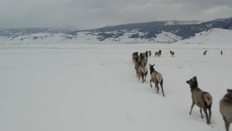 A-low-flying-4K-drone-shot-of-a-massive-herd-of-Elk,-running-together-as-a-group-over-the-plains-of-Grand-Teton-National-Park,-just-north-of-Jackson,-Wyoming