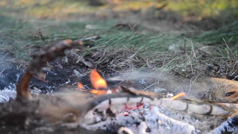 close-up of a rustic campfire burning in nature