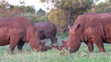 Weißes-Nashorn,-Das-Zusammen-Unter-Der-Warmen-Nachmittagssonne-Grast