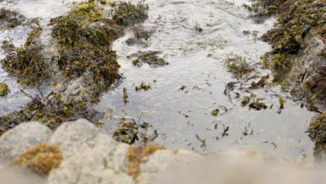 a gentle ebbing tide slowly moves seaweed around a rockpool and against barnacle covered rocks in scotland