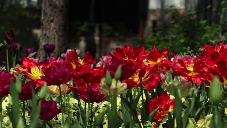 outstanding lower view angle with a right side truck camera movement from some blooming tulips