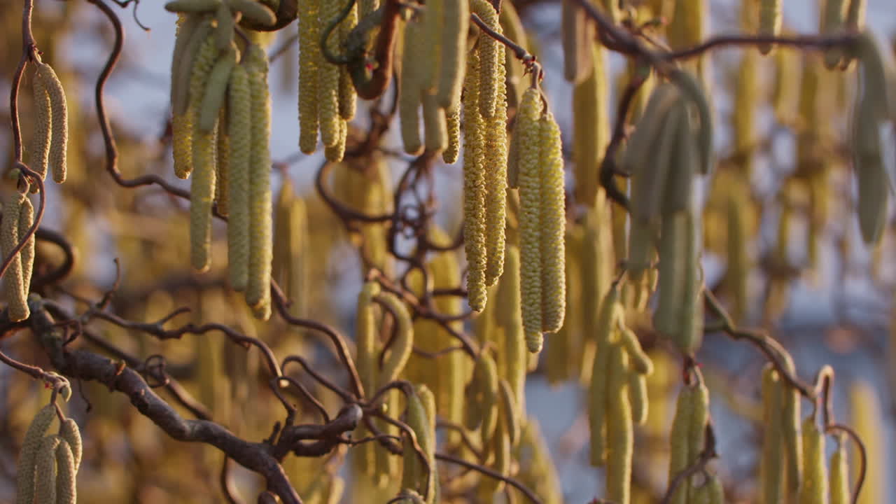 아름다운 저녁 빛에 나뭇가지에 매달려 있는 녹색 헤이즐 꽃의 중간 샷
