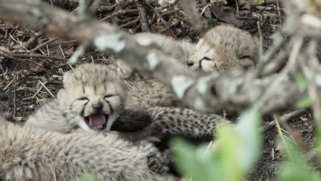 group of cheetah babies hidden in undergrowth, snuggled together, waiting for their mother to come back, trying to get her attention by making silent calls