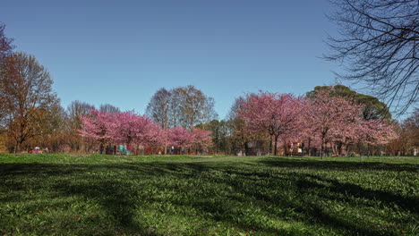 cherry blossoms blooming in a town park - time lapse