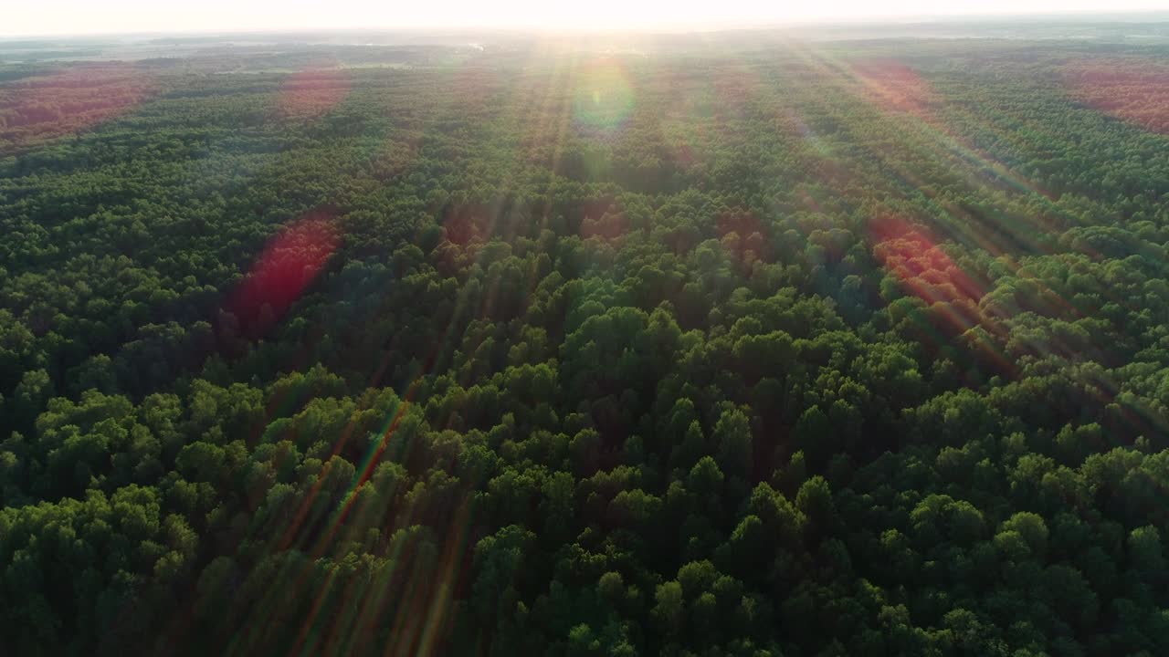 Flyver over en smuk morgenskov i morgensolens stråler