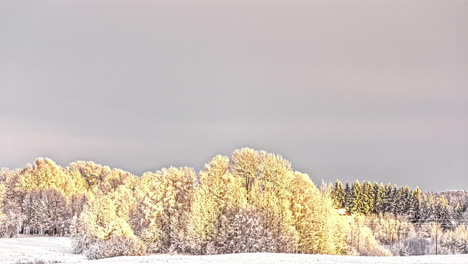 Hermosa-Vista-Invernal-De-Un-Bosque-Bajo-La-Nieve-En-Un-Lapso-De-Tiempo