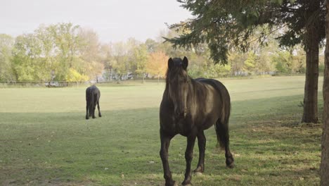 beautiful black horse directly walking towards camera in slow motion