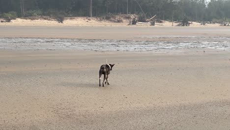 a scene of a black dog roaming around an empty beach surrounded by trees and woods in bengal, india